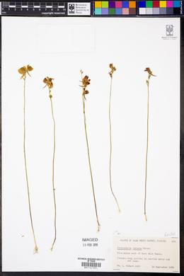 Utricularia cornuta image