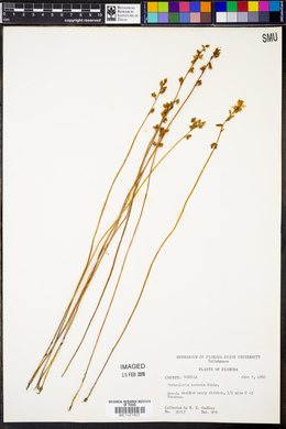 Utricularia cornuta image