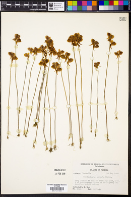 Utricularia cornuta image