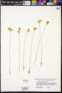 Utricularia cornuta image