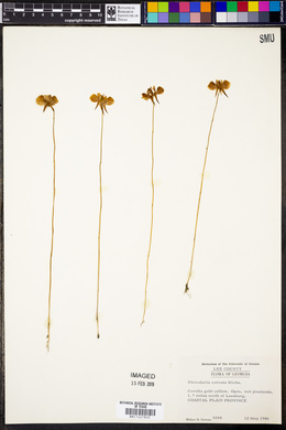 Utricularia cornuta image