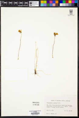 Utricularia cornuta image