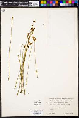 Utricularia cornuta image