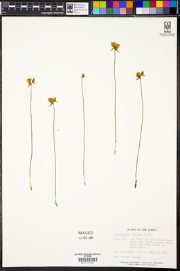 Utricularia cornuta image