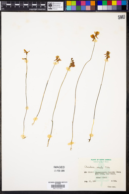 Utricularia cornuta image