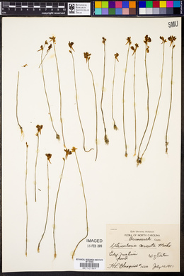 Utricularia cornuta image