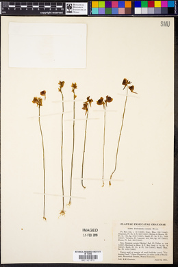 Utricularia cornuta image