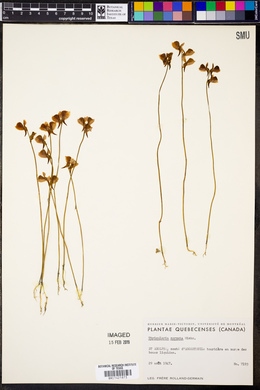 Utricularia cornuta image