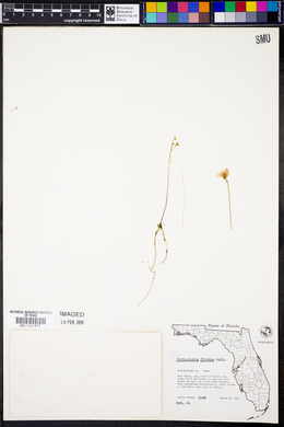 Utricularia gibba image