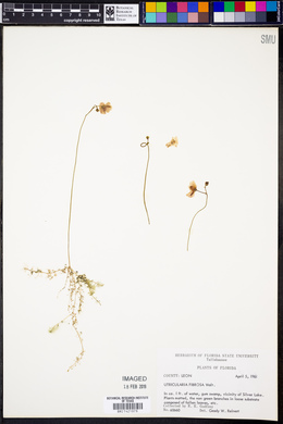 Utricularia gibba image