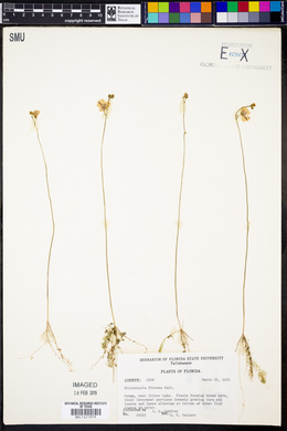 Utricularia gibba image