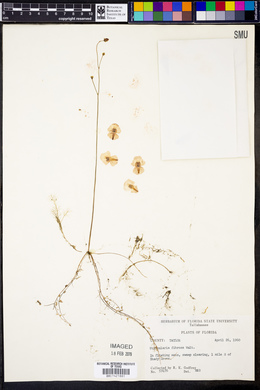 Utricularia gibba image