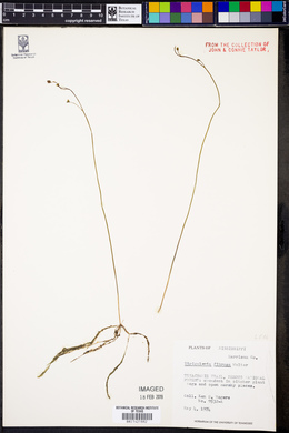 Utricularia gibba image