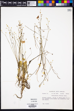 Utricularia gibba image