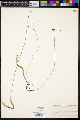 Utricularia gibba image