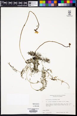 Utricularia floridana image