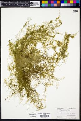 Utricularia gibba image