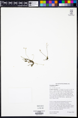 Utricularia gibba image