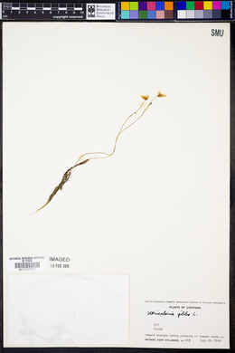 Utricularia gibba image