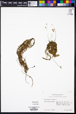 Utricularia gibba image