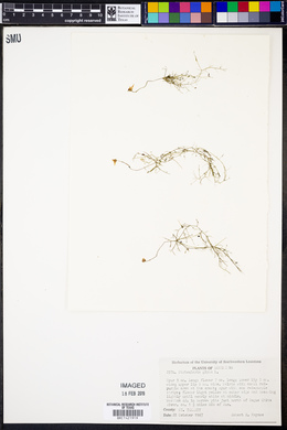 Utricularia gibba image