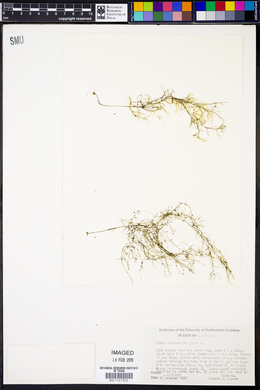 Utricularia gibba image