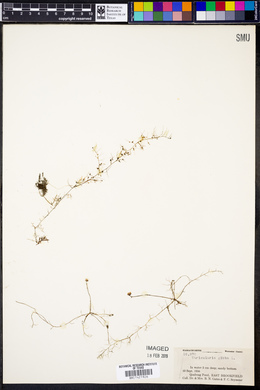 Utricularia gibba image