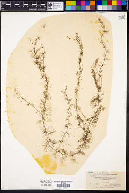 Utricularia geminiscapa image