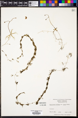 Utricularia inflata var. minor image