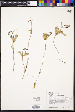 Utricularia inflata image