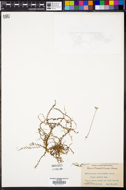 Utricularia intermedia image