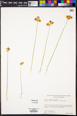 Utricularia juncea image