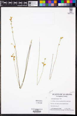 Utricularia juncea image