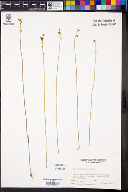 Utricularia juncea image