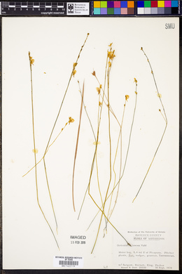 Utricularia juncea image