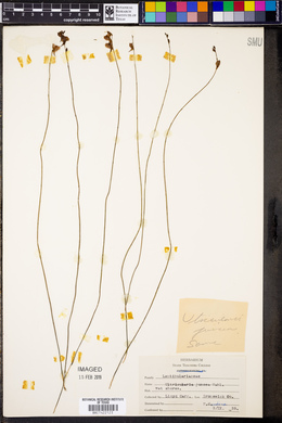 Utricularia juncea image