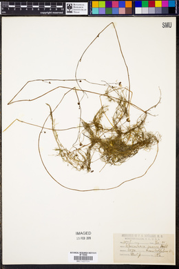 Utricularia juncea image