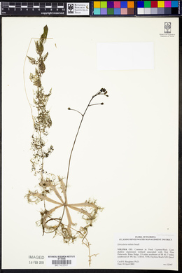 Utricularia radiata image