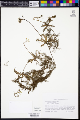 Utricularia radiata image