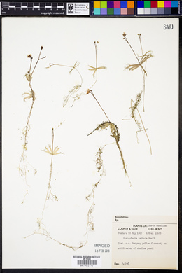 Utricularia radiata image