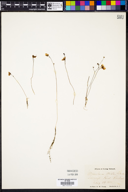 Utricularia striata image