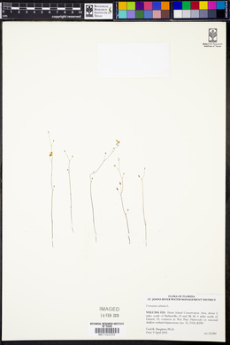 Utricularia subulata image