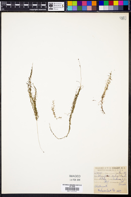 Utricularia subulata image