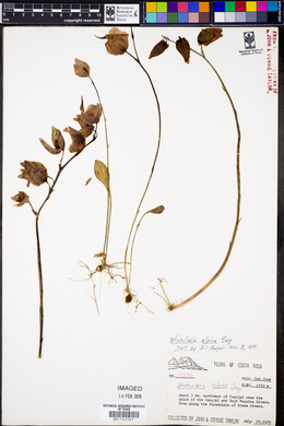 Utricularia alpina image