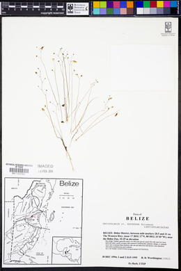 Utricularia adpressa image