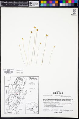 Utricularia fimbriata image