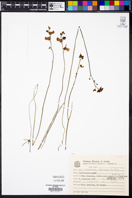 Utricularia praelonga image