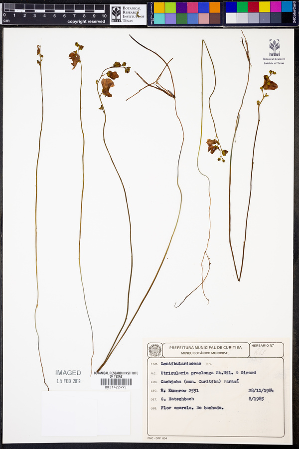 Utricularia praelonga image