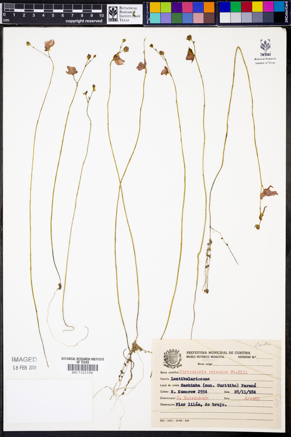 Utricularia tricolor image