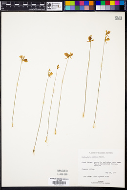 Utricularia cornuta image